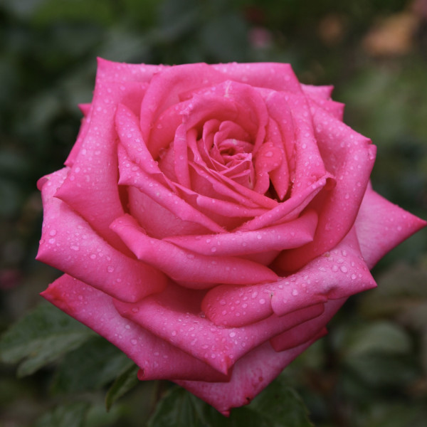 WEDDING BELLS® WEDDING BELLS®